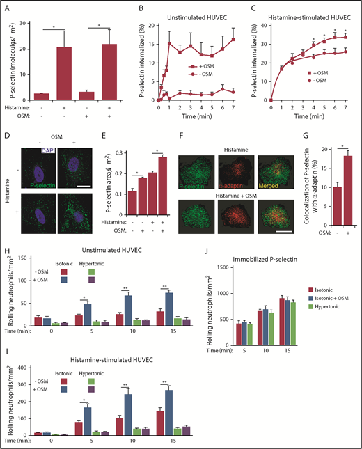 Figure 4. OSM increases clustering of P-selectin in clathrin-coated pits of human endothelial cells. (A) Density of P-selectin molecules on the surface of HUVECs 10 minutes after adding control buffer or the indicated agonist. (B) Internalization rate of P-selectin on HUVECs 10 minutes after adding buffer with or without or OSM. (C) Internalization rate of P-selectin on HUVECs 10 minutes after adding histamine-containing buffer with or without OSM. (D) Representative confocal immunofluorescence images of HUVECs 10 minutes after treatment with histamine, OSM, or both agonists. The sections were fixed, permeabilized, and incubated with 4′,6-diamidino-2-phenylindole (DAPI) (blue) to visualize cell nuclei and with anti–P-selectin antibody (green) to visualize the distribution of P-selectin. Scale bar, 20 μm. (E) Quantification of the areas of P-selectin puncta. (F) Representative confocal immunofluorescence images of HUVECs 10 minutes after treatment with histamine or with histamine plus OSM. The sections were fixed, permeabilized, and incubated with anti–P-selectin antibody (green) and anti–α-adaptin antibody (red). Merged images revealed partial colocalization of α-adaptin with P-selectin (yellow). Scale bar, 20 μm. (G) Quantification of colocalization of P-selectin with α-adaptin. (H) Number of fixed human neutrophils, in isotonic or hypertonic medium with or without OSM, rolling on HUVECs at the indicated time. (I) Number of fixed human neutrophils, in isotonic or hypertonic medium with or without OSM, rolling on HUVECs at the indicated time after addition of histamine. (J) Number of fixed human neutrophils, in isotonic or hypertonic medium with or without OSM, rolling on immobilized purified P-selectin at the indicated time. The data in panels A-C,E,G represent the mean ± SEM from 3 to 8 experiments. The data in panels D and F are representative of 4 experiments. The data in panels H-J represent the mean ± SD from 3 experiments. *P < .05; **P < .01.