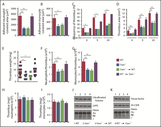 Figure 5. Neutrophil-derived OSM increases P-selectin–dependent thrombosis in flow-restricted veins. (A-B) Quantification of endothelial surface area covered with firmly adherent Ly6G+ neutrophils or M-CSFR+ monocytes using spinning-disk intravital microscopy, 3 hours after ligation of the IVC in mice of the indicated genotype. (C-D) Kinetics of thrombus development (frequency) and thrombus size (area) in the indicated genotype, measured by ultrasonography at the indicated times after ligation. (E) Thrombus weight in the indicated genotype 24 hours after ligation. Each symbol represents an individual thrombus. Horizontal red bars represent median values. (F-G) Number of Ly6G+ neutrophils or M-CSFR+ monocytes per thrombus 24 hours after ligation in the indicated genotype, as measured by flow cytometry. (H-I) Normalized thrombus weight per Ly6G+ neutrophil or M-CSFR+ monocyte. (J) Western blot of thrombus lysates probed with antibodies to fibrin, Ly6G, and citrullinated histone. (K) Western blot of thrombus lysates probed with antibodies to fibrin, M-CSFR, and tissue factor. The Aα, Bβ, and γ chains of fibrin are marked. The data in panels A-I represent the mean ± SEM from 5 to 12 mice in each group. The data in panels J-K are representative of 3 experiments. *P < .05; **P < .01.