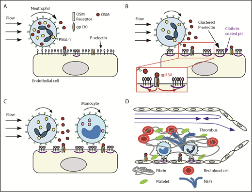 Figure 7. Neutrophil-derived OSM triggers endothelial gp130 signaling that enhances P-selectin–dependent leukocyte adhesion and thrombosis. Neutrophils rolling on P-selectin release OSM (A) that triggers gp130 signaling in endothelial cells (B). Signaling through gp130 augments clustering of P-selectin in clathrin-coated pits, which enhances rolling of neutrophils and monocytes and facilitates integrin-dependent arrest (B-C). In flow-restricted veins, the increased leukocyte adhesion promotes thrombosis (D). See “Discussion” for details.
