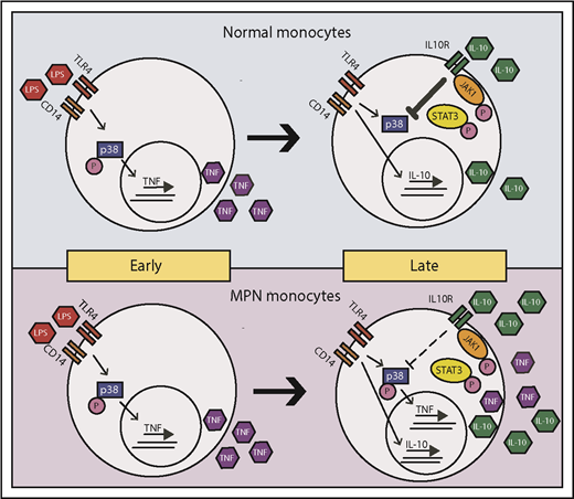 Figure 7. Model of LPS-induced inflammation in normal and MPN monocytes. MPN and normal monocytes produce a similar level of TNF-α in early times on LPS stimulation. Normal monocytes respond to IL-10 inhibition to abolish TNF-α production in late times, whereas MPN monocytes have a blunted response to IL-10 inhibition resulting in an overproduction of TNF-α.