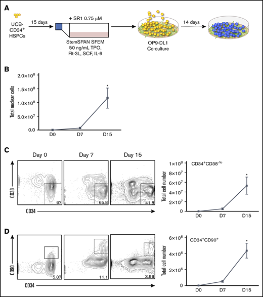 Analysis of human HSPCs expanded using SR1 in vitro. (A) 5.0 × 103 MACS-enriched CD34+ HSPCs per mL were cultured in the presence of 0.75 μM of SR1 for 15 days before T-progenitor expansion for 14 days on irradiated OP9-DL1 cells. (B) Total nuclear cells for day 7 and day 15 of SR1 culture. (C) Phenotypic analysis by flow cytometry of CD34 and CD38, and corresponding total numbers of CD34+CD38−/lo cells at day 7 or day 15 of SR1 culture. (D) Phenotypic analysis by flow cytometry of CD34 and CD90, and corresponding total numbers of CD34+CD90+ cells at day 7 or day 15 of SR1 culture. Error bars correspond to standard error of the mean. *P < .05, representing statistical significance compared with day 0 as determined by nonparametric Friedman test with post hoc Dunn’s analysis. SFEM, Serum-Free Expansion Medium; TPO, thrombopoietin.