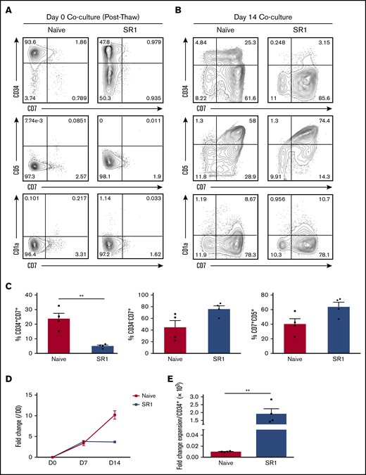 SR1-expanded HSPCs can develop into T-lineage progenitors in vitro. (A) Flow cytometric analysis of CD34, CD7, CD5, and CD1a as markers for early T-progenitor expansion on thawed naive HSPCs or SR1-expanded HSPCs (day-0 coculture with OP9-DL1 cells). (B) Flow cytometric analysis of day-14 coculture for CD34, CD7, CD5, and CD1a expression. The results shown are representative of 4 independent experiments. (C) Percentage of CD34+CD7+, CD34−CD7+, and CD7+CD5+ subsets in naive UCB cocultures compared with SR1 UCB cocultures, shown as a proportion of total live cells in culture. (D) Fold cell expansion of naive vs SR1-expanded HSPC–derived proT cells in OP9-DL1 coculture. (E) Fold cell expansion of naive vs SR1-expanded HSPC–derived proT cells in OP9-DL1 coculture normalized to initial CD34+ input cell number during HSPC expansion (n = 4). Error bars correspond to standard error of the mean. **P < .005, representing statistical significance as determined by unpaired Student t tests.