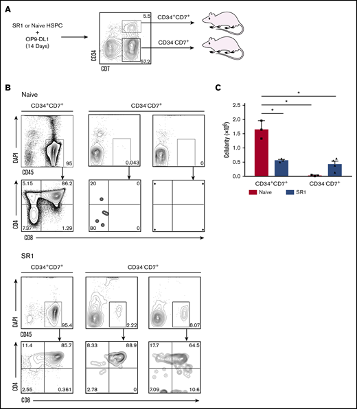 SR1 HSPC–derived CD34+ and CD34− cells that express CD7 engraft neonatal immunodeficient mice. (A) SR1-expanded HSPCs or naive HSPCs were differentiated on OP9-DL1 for 14 days, and CD34+CD7+ and CD34−CD7+ cells were sorted by flow cytometry. Neonatal NSG mice were injected intrahepatically with 1.0 × 106 cells of either subset (n = 3-4 mice per group). (B) Thymuses were harvested after 4 weeks, and cells were flow cytometrically analyzed for CD45, CD4, and CD8 expression. The percentage of live CD45+ cells and CD4 and CD8 are shown for mice transplanted with either subset. (C) Thymus cellularity for transplanted mice. *P < .05, representing statistical significance as determined by 2-way analysis of variance. DAPI, 4′,6-diamidino-2-phenylindole.