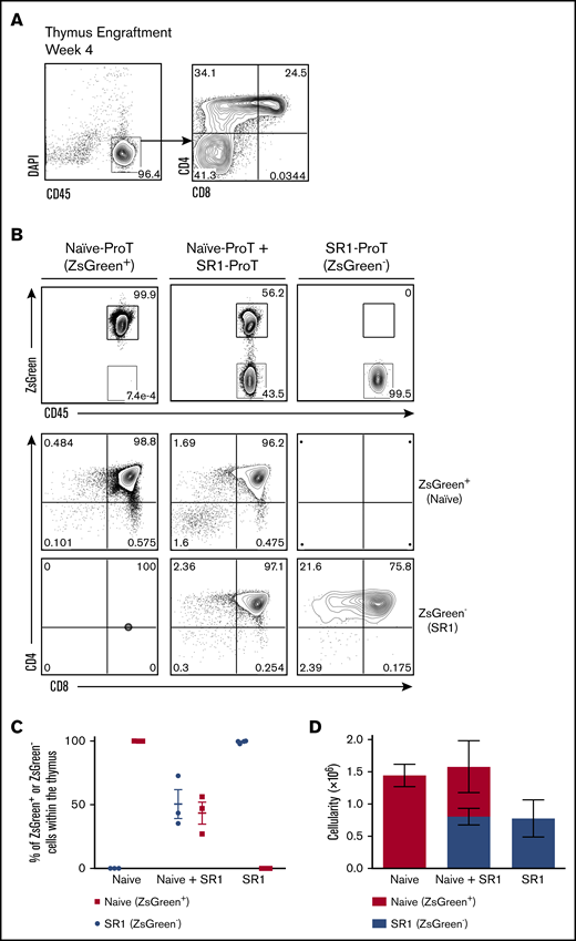 SR1 CD7+ cells home to the thymus in vivo and have comparable homing capabilities to naive CD7+ cells. (A) Thymuses of SR1 CD7+ cell–injected mice were harvested after 4 weeks, and the percentage of live CD45+ cells and CD4 and CD8 are shown (n = 4). (B) A 1:1 mixture of flow cytometrically sorted ZsGreen+ naive CD7+ cells (3.0 × 105) and ZsGreen− (3.0 × 105) SR1 CD7+ cells were injected into nonirradiated NSG neonatal mice, and the thymuses were harvested and analyzed after 4 weeks (n = 3 mice for naive alone or naive plus SR1; n = 4 mice for SR1 alone). Flow cytometric analysis of human CD45 and ZsGreen cell surface expression on DAPI-negative (DAPI−) CD45+–gated cells. CD4 and CD8 expression are shown on CD45+ZsGreen+- and CD45+ZsGreen−-gated cells for naive CD7+ or SR1 CD7+–derived cells, respectively. (C) Percentage of ZsGreen− or ZsGreen+ cells as a proportion of total human CD45+ cells within the thymus for individual mice is shown. (D) Thymic cellularity for ZsGreen− or ZsGreen+ cells in transplanted mice, with error bars corresponding to standard error of the mean.