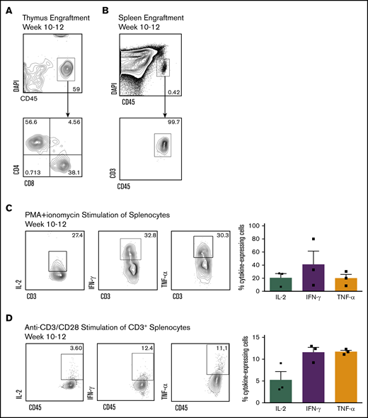 SR1 CD7+ cells are capable of peripheral reconstitution in vivo. (A) Thymuses were harvested 10 to 12 weeks postinjection of SR1 CD7+ cells, and the percentage of live CD45+ cells and CD4 and CD8 are shown (n = 4). (B) Representative flow cytometric plots of CD3 expression on circulating human CD45+ cells harvested from the spleen of mice 10 to 12 weeks after injection of CD7+ cells (n = 6). Representative flow cytometric plots for intracellular IL-2, interferon-γ (IFN-γ), and tumor necrosis factor-α (TNF-α) upon in vitro stimulation. Human CD45+CD3+ cells were harvested from the spleen of mice 10 to 12 weeks postinjection of SR1 CD7+ cells, and stimulated for 6 hours with phorbol 12-myristate 13-acetate (PMA)/ionomycin (C) or 72 hours with CD3/CD28 (D). Percentage of cytokine-expressing cells is shown as a proportion of total human CD45+ cells within the thymus for individual mice. Results are from 3 independent experiments, with error bars corresponding to standard error of the mean.