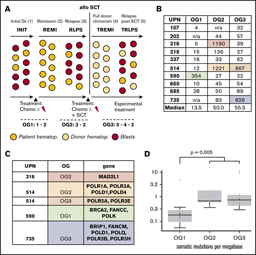 Large oncogenomes are characterized by acquired mutations in DNA repair genes. (A) Experimental setup including oncogenomes (OG). For patients 202 and 735, no material of the initial leukemia (INIT) was available; patient 107 did not relapse before allo-SCT. (B) Sizes of the individual oncogenomes. (C) Mutational loads across the oncogenomes. The increase from OG1 vs OG2/OG3 was statistically significant (P = .005). (D) Mutations in DNA polymerase/repair genes explaining the large oncogenomes. n/a, not available; REMI, first remission; RLPS, first relapse; TREMI, remission after allo-SCT; TRLPS, relapse after allo-SCT; UPN, unique patient identifier.