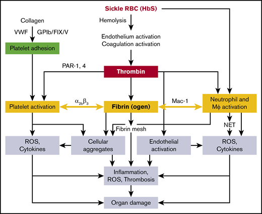 Proposed mechanisms of sickle RBC (HbS)–mediated coagulation system activation in the organ pathologies of SCD. Mϕ, macrophage.