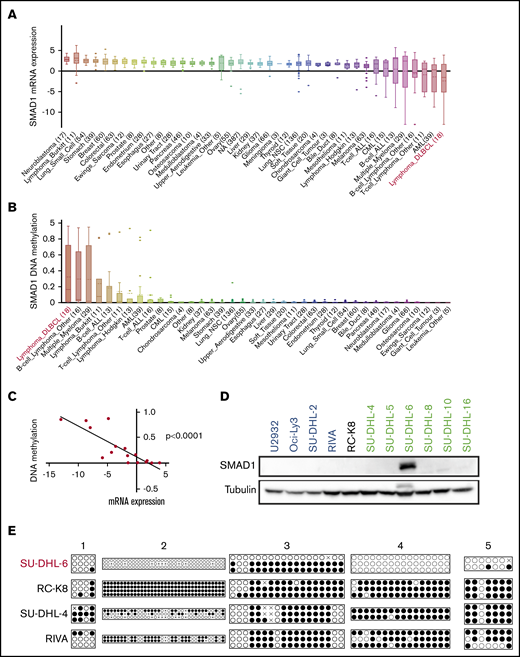 SMAD1 is silenced by DNA methylation of its promoter region in the majority of DLBCL cell lines. In silico analysis of ∼1000 cell lines of the various indicated origins that are publicly available through the CCLE database with respect to SMAD1 expression (A) and SMAD1 gene methylation (B). DLBCL cell lines are highlighted in red. (C) Correlation between SMAD1 expression and gene methylation in DLBCL cell lines in the CCLE database. (D) SMAD1 expression, as determined by western blotting of a panel of DLBCL cell lines. ABC DLBCL cell lines are in blue, and GCB DLBCL cell lines are in green. The classification of RC-K8 is controversial. Tubulin serves as loading control. (E) Methylation analysis by bisulfite sequencing of 5 regions of the SMAD1 promoter in SMAD1-expressing (SU-DHL-6) vs SMAD1− (RC-K8, SU-DHL-4, RIVA) cell lines, as determined by bisulfite sequencing. Each circle represents 1 CG dinucleotide. Each line represents 1 clone. Two to 4 clones were sequenced per sample. ●, methylated cytosine; ○, unmethylated cytosine; ×, aligned mismatches between genomic and bisulfite sequences.