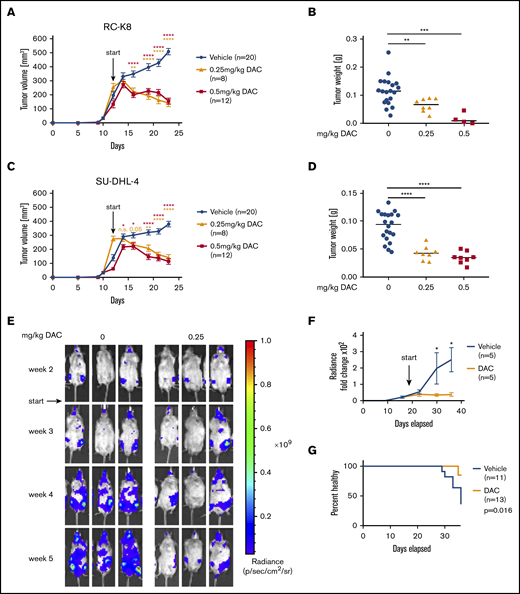 DAC treatment decreases tumor burden in vivo in a subcutaneous and in a novel orthotopic model of DLBCL RC-K8 (A-B) and SU-DHL-4 (C-D) DLBCL cell lines were subcutaneously injected into the flanks of NSG mice. From day 12 after transplantation, mice were treated systemically with 0.25 mg/kg or 0.5 mg/kg DAC for 2 cycles, 5 days per week. Tumor volume was measured continuously (A,C), and tumor weight was measured at the end point (B,D). (B,D) Because of the toxicity of the 0.5-mg/kg treatment, only 4 of 12 mice and 8 of 12 mice are represented for RC-K8 and SU-DHL-4, respectively, at the end point. Graphs in panels A and C show mean ± SEM; in panels B and D, median values are presented as horizontal lines. Graphs represent pooled data from 2 independent experiments. The P values were calculated using the Mann-Whitney U test. (E-G) RC-K8 cells were subjected to lentiviral gene transfer of luciferase and injected IV into MISTRG6 mice. Mice were treated with 0 or 0.25 mg/kg DAC starting from day 19 after injection. Representative IVIS images of mice (E) and the radiance over 5 weeks (F) are shown. Results in panel F are from 1 experiment and representative of 2 independent ones. (G) Survival curve showing the percentage of injected mice without symptoms of disease (paralysis, weight loss); the P value was calculated using the log-rank (Mantel-Cox) test. Data are pooled from 2 independent experiments. *P < .05, **P < .01, ***P < .001, ****P < .0001. n.s., not significant.