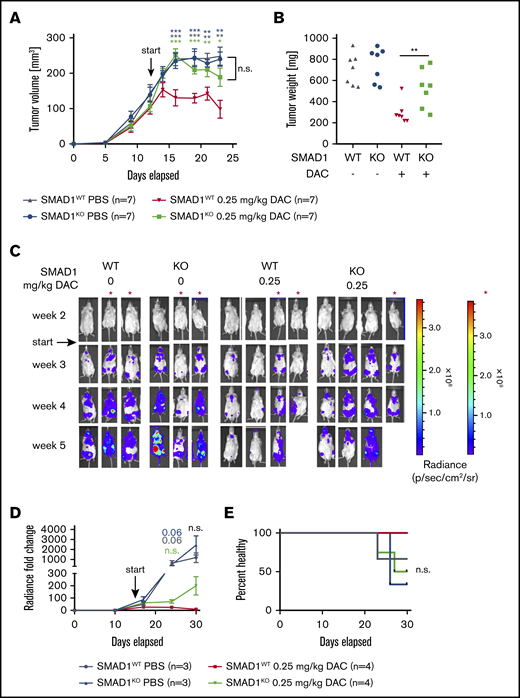 A functional SMAD1 locus is required for the therapeutic efficacy of DAC treatment. (A-B) SMAD1WT and SMAD1KO SU-DHL-4 cells were injected subcutaneously into the flanks of NSG mice. From day 12 after transplantation, mice were treated systemically with 0.25 mg/kg DAC for 2 cycles, 5 days per week. The tumor volume was measured continuously (A), and tumor weights were recorded at the end point (B). Data in panels A-B are pooled from 2 independent studies, and P values were calculated using the Mann-Whitney U test (for every time point relative to the red curve in panel A). (C-E) SMAD1WT and SMAD1KO SU-DHL-4 cells were subjected to lentiviral gene transfer of luciferase and injected IV into MISTRG mice. Mice were treated with 0 or 0.25 mg/kg DAC starting from day 15 after injection. IVIS images of all included mice (C) and the radiance over 5 weeks (D) are shown. (D) P values were calculated using the Mann-Whitney U test (for every time point relative to the red curve). (E) Survival curve showing the percentage of injected mice without symptoms of disease (paralysis, weight loss). The log-rank (Mantel-Cox) test was used for statistical comparisons. Data in panels C-E are pooled from 2 studies; the scale marked with a red asterisk (*) (far right panel in panel C) applies to the mice denoted by the asterisk (*) in panel C. Differences in panels D-E show trends only; 1 mouse (KO, on DAC) died from its disease before the study end point, and 1 mouse (WT, on DAC) died from nondisease-related causes. *P < .05, **P < .01, ***P < .001.