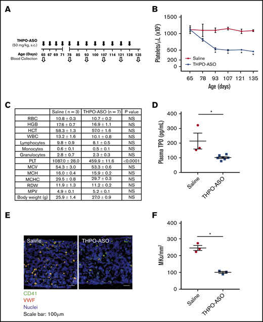 Reduced platelet (PLT) production in THPO-ASO–treated FBV/N mice. (A) THPO-ASO or saline (control) treatment scheme. WT female FBV/N (NIH Jackson–homozygous phosphodiesterase 6Brd1 mutant) mice received repeat injections of saline (controls) or nonconjugated THPO-ASO (50 mg/kg, SC) beginning on day 65 after birth. (B) Changes in mean platelet count over time in saline- (red line, n = 3) or THPO-ASO–treated (blue line, n = 7) mice. (C) Complete blood counts on day 135 after birth. (D) Plasma TPO levels on day 135 after birth. (E) Representative images of megakaryocytes (MKs) in the femoral bone marrow on day 135 after birth in saline- or THPO-ASO–treated mice. Megakaryocytes were visualized via anti-CD41 (GPIIb; green) and anti-VWF (red) antibodies. Nuclei were stained with Hoechst 33342 (blue). Original magnification ×20. Scale bars, 100 µm. (F) Quantitative evaluation of megakaryocyte density in the bone marrow on day 135 after birth. Numeric data are shown as mean ± standard error of the mean. The 2-tailed, unpaired Student t test was used for comparison of means. *P < .05. HCT, hematocrit; HGB, hemoglobin; MCH, mean corpuscular hemoglobin; MCHC, mean corpuscular hemoglobin concentration; MCV, mean corpuscular volume; MPV, mean platelet volume; NS, not significant; RBC, red blood cell; RDW, red blood cell distribution width; S.C., subcutaneous; WBC, white blood cell.
