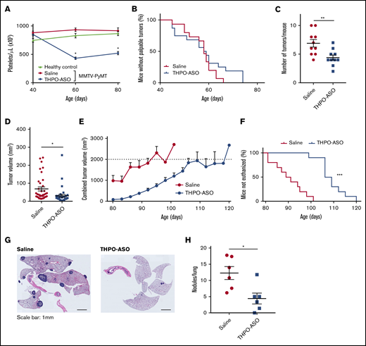 Effect of THPO-ASO treatment on breast cancer propagation in MMTV-PyMT mice. (A) Response to THPO-ASO was determined in a feasibility study by measuring the platelets count in untreated, saline-treated, or THPO-ASO–treated FVB/N-Tg 634Mul/J transgenic (MMTV-PyVT) mice. Weekly treatment with saline (controls, n = 6, red line) or THPO-ASO (n = 6, blue line) was initiated at 40 days of age, and platelet counts were determined at 40, 60, and 80 days after birth. (B) The time of palpable mammary tumor diagnosis during saline (n = 15, red line) and during THPO-ASO treatment (n = 15, blue line). (C) The number of mammary glands with palpable tumor at 80 days of age in saline (n = 10) and THPO-ASO (n = 10) treatment groups. (D) Individual tumor volumes at 80 days of age in saline- (n = 36) and THPO-ASO–treated (n = 33) animals. (E) Growth curves showing the means of total tumor volumes during saline (n = 10, red line) or THPO-ASO (n = 10, blue line) treatment. The combined tumor volume of 2 cm3 was set as the humane endpoint. Any animal reaching this endpoint, shown as a dotted line on the graph, was euthanized in accordance with institutional policies. (F) Age of mice at the time of euthanasia (combined tumor volume of 2 cm3) in saline-treated (n = 10, red line) or THPO-ASO–treated (n = 10, blue line) mice. (G) Representative hematoxylin and eosin–stained lung sections obtained after euthanasia of mice. Scale bars, 1 mm. (H) The number of metastatic nodules in the lung at time of euthanasia in saline-treated (n = 6) or THPO-ASO–treated (n = 6) mice. The 2-tailed, unpaired Student t test was used for comparison of means in panels A and C-D. *P < .05; **P < .01; ***P < .001. Log-rank test was used for comparisons in panels B and F. ***P < .001.
