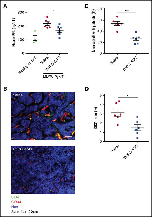 Systemic platelet activation markers, and local platelet deposition and angiogenesis in the tumor microenvironment. (A) Plasma PF4 levels at the time of euthanasia were quantified using an ELISA to assess systemic markers of platelet activation. (B) Representative images of platelet accumulation and vessel density in mammary tumors. Platelets and vascular endothelial cells were visualized with anti-CD41 (green) and anti-CD34 (red) antibodies, respectively. Nuclei were visualized with Hoechst 33342 (blue). Scale bars, 50 µm. (C) Percentage of intratumoral vessels with deposited platelets. Fifteen fields of view per tumor were analyzed for quantification. Each tumor was evaluated from 6 mice per treatment. (D) Percentage of CD34-positive area in the field of view of samples from saline-treated (n = 6) or THPO-ASO–treated (n = 6) mice. Fifteen fields of view per tumor were analyzed for quantification. Every tumor was evaluated in each mouse. A 2-tailed, unpaired Student t test was used for comparison of means. *P < .05; ***P < .001.