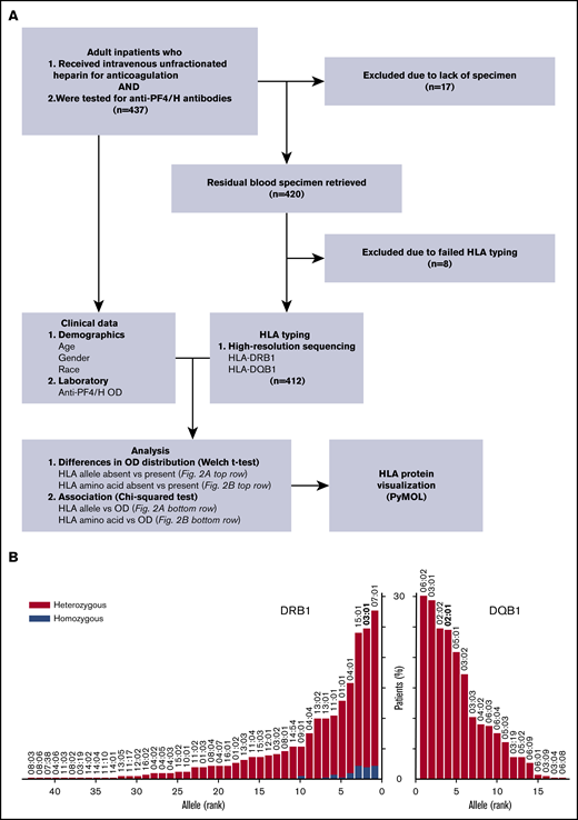 Study overview. (A) Study design. (B) Frequency of study patients by their HLA-DRB1 and -DQB1 alleles, with alleles ordered from most to least frequent. (C) Heat map of genetic linkage detected between HLA-DRB1 and -DQB1 alleles. Intensity (overlap) equals the number of patients having both DRB1 and DQB1 alleles divided by the number of patients having at least 1 of the alleles.