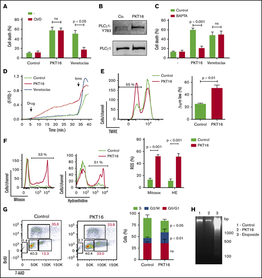 PKT16 treatment provokes cell cycle arrest and a mitochondrial type of caspase-independent PCD in CLL cells. (A) Cell viability was determined by Annexin-V/PI colabeling in CLL cells that were preincubated with the vehicle (−) or QVD (+) (1 µM, 20 minutes) and were treated with PKT16 (100 µM, 6 hours) or venetoclax (4 nM, 24 hours). The percentages refer to the Annexin-V-positive staining (n = 4). (B) PLCγ1-Y783 phosphorylation was detected by immunoblot analysis in untreated (Co.) or PKT16-treated (100 µM, 6 hours) B lymphocytes. Equal loading was confirmed by whole PLCγ1 detection. This blot was repeated 3 times with similar results. (C) Cell death was measured by Annexin-V/PI co-labeling in B cells untreated (−) or treated with PKT16 (100 µM, 6 hours) or venetoclax (4 nM, 24 hours) and preincubated with the vehicle (Control) or the external Ca2+ chelator BAPTA (10 mM, 30 minutes). Annexin-V positive cells were quantified and expressed as a percentage (n = 5). (D) Representative Ca2+ mobilization recorded with the Fura-2 dye in a fluorimeter in untreated (Control) and PKT16 (100 µM) or venetoclax-treated (4 nM) B cells. Ionomycin (Iono; 1 μM) was used as a control to show the maximum response. (E) The loss of ΔΨm was measured in the CLL B cells untreated (Control) or treated with PKT16 (100 µM, 6 hours). A representative flow cytometry plot is shown. The percentage in the cytofluorometric plot refers to cells with low ΔΨm after PKT16 treatment. The data from 5 patients are presented in a histogram. (F) Mitochondrial and cellular ROS levels were recorded by flow cytometry with the help of the mitosox and hydroethidine dyes in CLL B cells untreated (Control) or treated with PKT16 (100 µM, 6 hours). Percentages in the cytofluorometric plots refer to cells with high ROS levels. The data from 7 patients are presented in a histogram. (G) Flow cytometry cell cycle analysis performed in control and PKT16-treated (100 µM, 6 hours) OSU-CLL cells by BrdU and 7-AAD (DNA content) colabeling. (Left) Representative cytometric panels of control and PKT16-treated B cells. Percentages refer to cells in the indicated cell cycle phase. (Right) Percentage of cells in phases S, G2/M, and G0/G1 was quantified and expressed as a plot (n = 5). (H) Assessment of oligonucleosomal DNA fragmentation in OSU-CLL cells untreated (Control) or treated with PKT16 (100 µM, 6 hours) or etoposide (100 µM, 24 hours). This gel was repeated 3 times with similar results. Statistical significance in panels A, C, E, and F was calculated by the Student t test and by a Mann-Whitney U test in panel G. Symbols and bars represent mean ± SD.
