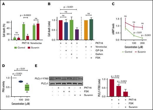 PKT16-induced PCD in CLL is mediated by heterotrimeric Gαi proteins and modulated by cAMP levels and PKA activity. (A) Cell death was measured in CLL cells preincubated with the vehicle (Control) or the protein G inhibitor suramin (100 µM, 20 minutes) and untreated (−) or treated with PKT16 (100 µM, 6 hours) or venetoclax (4 nM, 24 hours). After Annexin-V/PI costaining, the percentages of Annexin-V positive cells were recorded and graphed as a mean ± SD (n = 5). (B) Cell death was measured in CLL cells preincubated with the vehicle (Control) or the GP-antagonist 2A (protein Gαq inhibitor, 30 µM, 2 hours), gallein (protein G βγ dimer inhibitor, 30 µM, 2 hours), or forskolin (protein Gαi inhibitor, FSK, 100 µM, 2 hours) and treated with PKT16 (100 µM, 6 hours) or venetoclax (4 nM, 24 hours). After Annexin-V/PI colabeling, the percentages of Annexin-V-positive cells were recorded, graphed, and depicted as a ratio of PCD relative to B cells preincubated with the vehicle and treated with PKT16 or venetoclax (considered as the maximum of PCD induced for each drug, set at 1.0). Data are expressed as a mean ± SD (n = 6). (C) cAMP levels were evaluated by HTRF in CLL cells left untreated or treated with PKT16 at the indicated concentration and preincubated with the vehicle or the protein G inhibitor suramin (100 µM, 20 minutes). Data are expressed as a mean ± SD (n = 6). (D) PKA activity was evaluated by fluorescence in CLL cells treated with PKT16 (6 hours) at the indicated doses. Results are expressed as a ratio of PKA activity relative to untreated B cells (considered as a 100% of cellular PKA activity). Data are expressed as a mean ± SD (n = 6). (E) CLL cells were preincubated or not with FSK (100 µM, 2 hours) or suramine (100 µM, 20 minutes) and treated with PKT16 (100 µM, 6 hours) before PLCγ1-Y783 phosphorylation assessment by immunoblot. Equal loading was confirmed by whole PLCγ1 detection. The OD PLCγ1-Y783/PLCγ1 ratio depicted in the graph illustrates the PLCγ1-Y783 inhibition immunodetected in PKT16-treated CLL cells coincubated with FSK or suramin. Data are expressed as a mean ± SD (n = 3). The statistical significance in the figure was calculated by the Student t test.