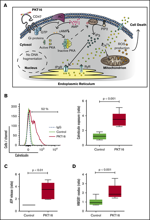 The signaling pathway enabled by the TSP-1 mimetic peptides in CLL cells activates an immunogenic mode of cell death. (A) Schematic representation of the signaling pathway regulating CD47 peptide targeting in CLL. The PCD pathway enabled by the TSP-1 mimetic peptides in the malignant CLL cells (eg, PKT16) initiates by a CD47 triggering that leads to the activation of the heterotrimeric Gαi proteins and the subsequent decrease of the cAMP levels and PKA activity before phosphorylation of PLCγ1 at Y873. PLCγ1-Y873 cleaves phosphatidylinositol 4,5 bisphosphate (PIP2) into inositol 1,4,5-trisphosphate (IP3), which binds IP3 (IP3R) and ryanodine receptors (RyR) in the endoplasmic reticulum (ER) to provoke a deregulation in the intracellular/extracellular Ca2+ trafficking that induces mitochondrial damage and, finally, CLL cell death. (B) Induction of calreticulin (CALR) exposure by PKT16. CLL cells were treated for 6 hours with PKT16 (100 µM) and subjected to cytofluorometric assessment to detect CALR. (Left) Flow cytometry panels of CALR staining performed on CLL cells untreated (Control) or treated with PKT16 (100 µM, 6 hours). Numbers indicate the percentages of CALR-positive cells. Immunoglobulin G labeling was used as a negative control. (Right) Percentages of CALR-positive cells were recorded, graphed, and represented as a ratio relative to untreated CLL cells. Data are expressed as a mean ± SD (n = 10). Box plots represent the mean of cell death with minimum to maximum values. (C) Release of ATP from CLL cells exposed to PKT16. CLL cells were treated for 6 hours with PKT16 (100 µM), and extracellular ATP was measured in the culture supernatant, plotted, and represented as a ratio relative to untreated CLL cells. Data are expressed as a mean ± SD (n = 8). Box plots represent the mean of cell death with minimum to maximum values. (D) Exodus of nuclear HMGB1 from CLL cells exposed to PKT16. CLL cells were treated for 6 hours with PKT16 (100 µM), and the amounts of HMGB1 were measured in the culture supernatant, plotted, and represented as a ratio relative to untreated CLL cells. Data are expressed as a mean ± SD (n = 7). Box plots represent the mean of cell death with minimum to maximum values. The statistical significance in the figure was calculated by the Student t test.