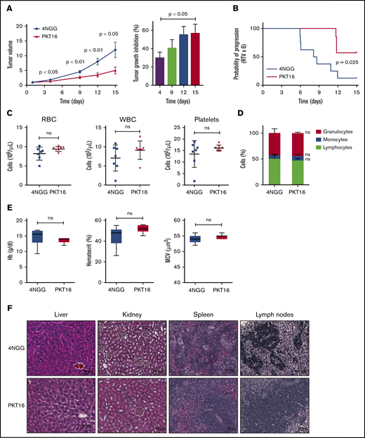 PKT16 reduces in vivo CLL tumor burden. (A) Nude mice were transplanted with OSU-CLL cells, as indicated in"Methods." When the tumors reached 60 to 150 mm2, mice received intraperitoneal injections of the control peptide 4NGG or PKT16 (10 mg/kg, 5 days per week), and tumor volume was measured at the indicated time using a caliper. The data are presented in the graph as the mean ± SEM (n = 8 mice per group). Contrary to 4NGG treatment, PKT16 significantly reduced the tumor volume. The percentage of tumor growth inhibition was calculated and depicted in a plot. P values correspond to statistical differences between the 4NGG and the PKT16 groups. (B) The probability of tumor progression overtime (RTV) after 4NGG and PKT16 mice treatment was represented as a curve and plotted. The graph indicated the probability of the OSU-CLL tumors to increase 6 times their volume after 4NGG or PKT16 treatment (RTV x 6). (C) Count of red blood cells (RBC), white blood cells (WBC), and platelets in 4NGG- and PKT16-treated OSU-CLL xenotransplanted mice (15 days of treatment, 8 mice per group). (D) Percentages of granulocytes, monocytes, and lymphocytes recorded after 15 days of treatment in 4NGG- and PKT16-treated mice (n = 8 mice per group). (E) Hemoglobin (Hb) concentration, hematocrit percentage, and mean cell volume (MCV) were assessed in 4NGG- and PKT16-treated mice (15 days of treatment). Box plots represent the mean of the data recorded in each population with minimum to maximum values (n = 8 mice per group). (F) Histological analysis of liver, kidney, spleen, and lymph nodes of 4NGG- and PKT16-treated mice at 15 days of treatment. Tissue sections were stained with hematoxylin-eosin-saffron. Representative images are shown. The statistical analysis included in this figure was performed with the Student t test, except panel B performed with the Wilcoxon test. Symbols and bars in panels A and B represent mean ± SEM.
