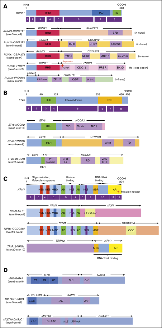 Novel/rare fusion genes identified in patients with de novo pediatric AML. (A-D) The structure of the detected fusion proteins. (A) Five RUNX1 rearrangements. (B) Three ETV6 rearrangements. (C) Three NPM1 rearrangements. (D) Other novel gene fusions. R1, R2, and R3 are 51 ± 52 amino acid tandem repeats that comprise the DNA-binding domain Ext–leukemia-associated protein (LAP). 14-3-3 BD, 14-3-3 binding domain; AD, acidic domains; AT-hook, adenine-thymine hook; CCD, coiled-coil domain; CDC15, CDC15 homology region; CID, CBP interaction domain; CtBP, C-terminal binding protein; ETS, ETS domain; FCHD, FER-CIP1 homology domain; HLH, helix-loop-helix; ID, transcription inhibition domain; LiSH, Lis homology domain; MBD, metal-binding domain; MBR, moderately basic region; MTG16, myeloid translocation gene 16; NES, nuclear export signal; NHR2, nervy homology region 2; NLS, nuclear localization signal; PRBR, putative ρ-binding region; RD, runt domain; RHD, runt homolog domain; SH3D, Src homology 3 domain; TAD, transcription activation domain; TAFH, TAF homology; ZF, zinc finger; ZFD, zinc-finger domain; Znf-MYND, MYND zinc-finger domain.