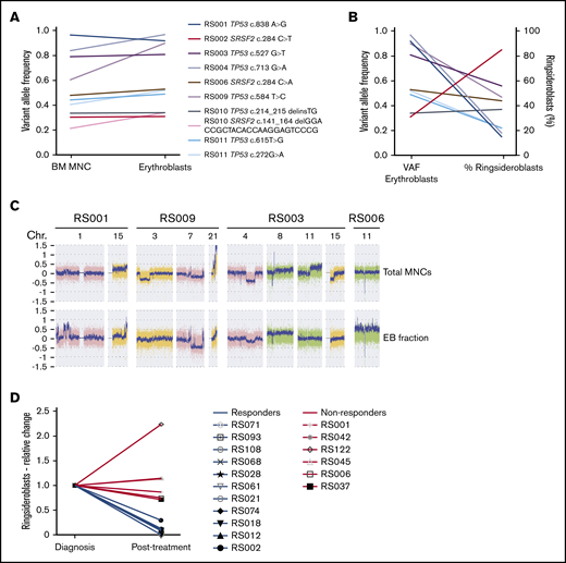 Genetic defects in erythroblast of patients with RS-phenotype. (A) VAFs of TP53 and SRSF2 mutations detected in MNC fractions (determined by WES) and erythroblast fraction (determined by amplicon-based sequencing). (B) Correlation between VAFs in erythroblast fractions (VAF indicated on left y-axis) and observed RS percentages (percentage indicated on right y-axis). Different colors represent individual mutations (as indicated in legend of Figure 4A). (C) Differences observed in SNP array results between MNC- and EB fractions, figure shows screenshots taken from Chromosome Analysis Suite software package (Affymetrix). (D) Relative changes in RS percentage of patients who received treatment, the RS percentage at follow-up examination (Posttreatment) are displayed relative to the RS percentages determined at diagnosis (Diagnosis). Blue lines indicate patients who responded to therapy, and red lines indicate patients who did not respond (supplemental Table 4).
