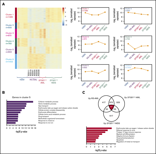 Comparison between RS-AML and SF3B1mutAML and MDS. (A) Heat map of gene expression by supervised k-means clustering in RS-AML, SF3B1mut AML, and SF3B1mut MDS vs control NBM cells. The expression of the 6 clusters identified in for individual groups is shown on the right. (B) Biological process enrichment for cluster 5 as identified in panel A; for other clusters, see supplemental Figure 3. (C) Gene overlap of common upregulated genes among RS-AML, SF3B1mut AML, and SF3B1mut MDS vs control. Biological process enrichment is shown for commonly upregulated genes.