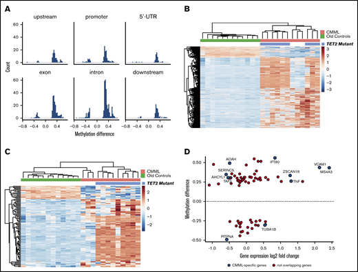 DNA methylation analysis of CD14+monocytes from CMML patients and age-matched healthy controls. (A) Comparison of methylation between CMML and old controls. Most regions are hypermethylated. (B) Unsupervised clustering of the 909 DMRs identified in CD14+ monocytes from CMML patients vs healthy age-matched controls, using a P value cutoff of .05. The heat map represents average β-values pseudocolored blue (hypomethylated) to red (hypermethylated). TET2 mutational status is shown. (C) Intersection of methylation differences (909 DMRs in the CMML vs old contrast) and log2 expression fold changes (2480 CMML-specific genes) identified 99 DMRs (94 unique genes, since some genes have 2 or more DMRs). The heat map represents β-values from the 99 DMRs. (D) A total of 124 DMRs localized near gene promoters, and 74 of these genes were also detected in RNA sequencing comparison in monocytes from CMML patients vs old controls. The graphic shows methylation differences in the promoter regions of those 74 DMRs vs fold changes in gene expression. Only 10 of the genes were specific to CMML signature (shown in blue), whereas the remainder represented age-related changes.