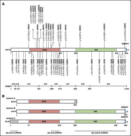 Schematic of RUNX1 exonic distribution, protein isoforms, and functional domain structure with all 52 pilot variants and their final MM-VCEP classification. (A) Isoform C with RHD, transactivation domain (TAD), and the VWRPY motif and location of all 49 single-nucleotide pilot variants with their final MM-VCEP classification. PATH and LPATH variants are shown at the top, and VUS, LBEN, and BEN variants are shown at the bottom. The exonic distribution of isoform C is displayed below. (B) Schematic of RUNX1 isoforms A, B, and C and their functional domains. Regions in gray are unique to 1 isoform. The 3 pilot CNVs are shown at the bottom, with the deletion of exons 2 and 3 exclusively affecting the N-terminal 33 AA of isoform C.