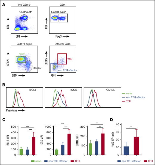 FVIII immunization induces activated TFH cells in spleen. FVIIInull mice were given 5 rounds of weekly IV FVIII immunization injection. Five days after the last immunization, the mice were euthanized, and splenocytes and plasma were collected for analysis. Age-matched naive FVIIInull mice were used as controls. Anti-FVIII inhibitor titers were determined by chromogenic-based Bethesda assay. Splenocytes were stained for CD3, CD4, CD19, CD44, CD62L, Foxp3, CXCR5, PD-1, and Ki-67 and analyzed by flow cytometry. (A) Gating strategy for the identification of activated TFH cells. CD4+ Th cells were identified by excluding Foxp3+ CD4+ cells inside the singlet live CD19−CD3+CD4+ cell population. Effector CD4+ Th cells were identified by CD44 and CD62L expression (CD44+CD62L−). Effector CD4+ cells were analyzed for CXCR5 and PD-1 coexpression to identify TFH cells. (B) shows representative histograms and (C) shows quantification of BCL6, ICOS, and CD40L expression on naive, CXCR−PD-1− effector (non-TFH effector cells), and TFH cells (n = 6 mice per group). (D) Ki-67 cell cycling staining on CXCR5−PD-1− effector and TFH cells (n = 6 mice per group). **P < .01; ***P < .001.