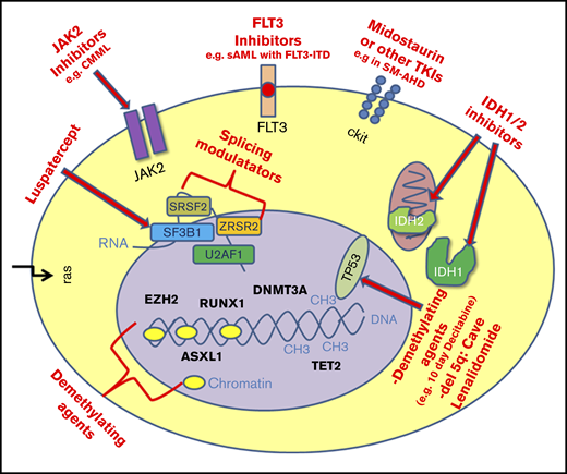 Schematic overview of mutations in MDS as potential therapeutic targets. CMML, chronic myelomonocytic leukemia; sAML, secondary acute myeloid leukemia; TKIs, tyrosine kinase inhibitors.