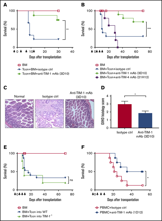 TIM-1 blockade protects transplant recipients from lethal GVHD. (A) Overall survival of allogeneic transplanted BALB/c recipient mice (n = 5 per group) after injection of only TCD BM and FVB/N Tcon cells (▼) or TCD BM, FVB/N Tcon cells, and anti–TIM-1 mAb (3D10; 400 μg given IP) (●). Pooled data are from 2 independent experiments (n = 10 per group). (B) Overall survival of allogeneic transplanted BALB/c recipient mice after transplantation with TCD BM and treatment with B6 Tcon cells alone (▼), Tcon cells and anti–TIM-1 mAb (3D10; 400 μg given IP) (●), or Tcon cells and anti-TIM-4 mAb (21H12; 400 μg given IP) (▪). Pooled data of 2 independent experiments are shown (n = 10 mice per group). Control mice received TCD BM only (☐). The log-rank test was used for statistical evaluation of mouse survival (Kaplan-Meier survival curves), with comparison of Tcon cells to Tcon cells and anti–TIM-1 mAb shown. (C) Representative photomicrographs of hematoxylin and eosin–stained sections of gut tissues (magnification ×200). BALB/c mice that received allogeneic Tcon cells and isotype mAb exhibit intestinal mucosa with increased crypt apoptosis and reactive epithelial changes. Focal crypt loss is seen (middle panel). BALB/c mice that that received Tcon cells + anti–TIM-1 mAb (3D10) exhibit intestinal mucosa with well-preserved villi and crypts. No histological evidence of GVHD is seen (right panel). (D) GVHD histology score as assessed by a histopathologist in a blinded fashion (n = 10 per group). (E) Overall survival of allogeneic transplanted WT BALB/c mice (▼) or TIM-1−/− knockout BALB/c recipient mice (▲) after transplantation with B6 TCD-BM and Tcon cells . Pooled data from 2 independent experiments are shown (n = 10 mice per group). Control mice that received TCD-BM only are indicated (☐). The log-rank test was used for statistical evaluation of mouse survival (Kaplan-Meier survival curves). (F) Overall survival of NSG mice transplanted with only Hu-PBMCs (◯) or PBMCs and anti-human TIM-1 mAb (1D12) (●). Statistically significant improved survival and a GVHD score are reported as pooled data from 2 independent experiments (n = 8 mice per group; 2-tailed Student t test). *P ≤ .05, **P ≤ .01, ***P ≤ .001. Error bars indicate standard error of the mean (SEM). Black arrows indicate anti–TIM-1 (3D10) mAb administration in relation to HCT (days −1, 3, 7, and 11). ns, not significant.