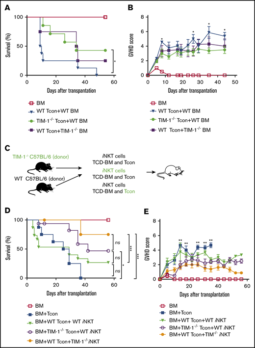 Blockade of TIM-1 on allogeneic donor T and iNKT cells ameliorates GVHD. (A-B) Overall survival (A) and GVHD score (B) of WT BALB/c recipient mice after transplantation with B6 (WT) Tcon cells and WT BM (▼), TIM-1−/− Tcon cells and WT BM (●), or WT Tcon cells and TIM-1−/− BM (▪). For the survival curve and GVHD, pooled data from 2 independent experiments are shown (TCD BM, n = 8 mice per group; WT Tcon cells + WT BM, n = 8 mice/group; TIM-1−/− Tcon cells and WT BM, n = 7 mice per group; and WT Tcon cells and TIM-1−/− BM, n = 8 mice per group). (C) Schematic of the experimental design of BALB/c recipient mice that received B6 or TIM-1−/− iNKT cells in addition to B6 Tcon cells or TIM-1−/− Tcon cells. (D-E) Overall survival (D) and GVHD score (E) of BALB/c recipient mice after injection of B6 Tcon cells alone (▪), B6 WT Tcon and B6 WT iNKT cells (25 000 enriched iNKT cells per mouse) (▼), B6 TIM-1−/− Tcon and B6 WT iNKT cells (◯), or B6 WT Tcon and B6 TIM-1−/− iNKT cells (●). GVHD scores for control mice that received only TCD BM are shown (☐). Statistical analysis for GVHD score is shown between the B6 WT Tcon cell plus B6 WT iNKT cell and B6 WT Tcon cell plus B6 TIM-1−/− iNKT cell groups. Data are pooled from 2 independent experiments (n = 16 mice per group). Statistical evaluations of mouse survival (the log-rank test was used for Kaplan-Meier survival) and GVHD score (2-tailed Student t test) were performed. *P ≤ .05, ***P ≤ .01. Error bars indicate SEM.