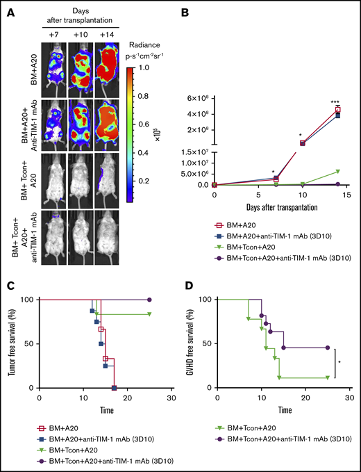 Antagonistic anti–TIM-1 does not interfere with GVT effect. Mice were infused IV with Luc+ A20 tumor cells on day 0 of BM transplantation. Tumor growth of Luc+ A20 cells as assessed by BLI. BALB/c recipient mice were transplanted with B6 TCD BM and Luc+ A20 cells (☐), Luc+ A20 cells and anti–TIM-1 mAb (3D10; 400 μg per mouse given IP) (▪), Tcon and Luc+ A20 cells (▼), or Tcon, Luc+ A20 cells and anti–TIM-1 mAb (3D10; 400 μg per mouse given IP) (●). (A) Representative bioluminescence images on days +7, +10, and +14 after transplantation are shown. (B) Bioluminescence signal intensity time course, pooled across 3 independent experiments with n ≥ 4 mice per group. (C-D) Tumor-free survival curve (C) and GVHD-free survival (D) of BALB/c recipient mice transplanted with B6 TCD BM and Luc+ A20 cells (☐), Luc+ A20 cells and anti–TIM-1 mAb (3D10; 400 μg per mouse given IP) (▪), Tcon and Luc+ A20 cells (▼), or Tcon, Luc+ A20 cells and anti–TIM-1 mAb (3D10; 400 μg per mouse given IP) (●). The animal from the BM plus Tcon-cell plus A20-cell group that was reported in the tumor-free survival curve was excluded from the GVHD-free survival curve. The animals that survived and are reported in panel D were tumor-free. Error bars indicate SEM. For statistical analysis, the 2-tailed Student t test was used. *P ≤ .05, ***P ≤ .001.