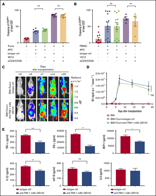 Treatment with antagonistic anti–TIM-1 mAb does not affect Tcon-cell expansion or proliferation in vivo or in vitro. (A) TIM-1 blockade does not affect murine T-cell proliferation in MLR cell culture. Allogeneic responder Tcon cells were labeled with CellTrace violet and stimulated with irradiated splenocytes as antigen-presenting cells (APC) for 7 days at a ratio of 1:2 in the presence or absence of anti–TIM-1 mAb (3D10). In separate cultures, responder T cells were stimulated with anti-CD3/CD28 Dynabeads at 1:2 ratio in the presence or absence of anti–TIM-1 mAb (3D10; 20 μg/mL). Pooled data from 2 independent experiments are shown (n = 8 per group). (B) TIM-1 blockade does not affect human T cell proliferation in MLR cell culture. Monocyte-derived immature dendritic cells were generated from PBMCs. The dendritic cells were irradiated (30 Gy) and cocultured with allogeneic responder PBMCs for 7 days at a ratio of 1:5 in the presence or absence of antagonistic anti–TIM-1 mAb (1D12; 20 μg/mL). In separate cultures, responder PBMCs were stimulated with anti-CD3/CD28 Dynabeads (ThermoFisher) at a 1:1 ratio in the presence of anti–TIM-1 mAb or isotype control. Pooled data from 3 independent experiments are shown (n = 12 donors per group) for the MLR and (n = 6 donors per group) for anti-CD3/CD28 stimulation with statistical evaluation using the paired Student t test. (C) Representative serial bioluminescence images at days +3, +5, +7, +14, and +23 after transplantation of from Luc+ B6 donor mice to assess the proliferative capacity of T cells in the presence of anti–TIM-1 mAb (3D10). (D) Bioluminescence signal intensity time course. Allogeneic transplanted BALB/c recipient mice after injection of luc+ Tcon cells alone (▼) or Tcon cells and anti–TIM-1 mAb (3D10) (●). Mice that were injected only with BM (☐) were used as controls. Error bars indicate SEM. (E) Cytokine levels in the supernatant of splenocytes stimulated ex vivo with anti-CD3/CD28 Dynabeads beads, as assessed by a multiplex assay (Luminex). Splenocytes were isolated at day 9 after transplantation from spleens of BALB/c recipient mice treated with isotype control (white bars) or anti–TIM-1 mAb (3D10) (black bars). Shown are pooled data from 3 independent experiments. For statistical analysis, the 2-tailed Student t test was used (*P ≤ .05, **P ≤ .01, ***P ≤ .01). Error bars indicate SEM.