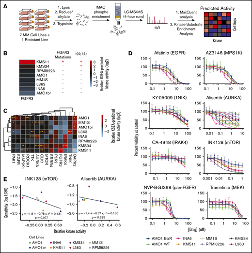Predicting kinase activity and inhibitor sensitivity in MM by unbiased phosphoproteomics. (A) Schematic of the pipeline for kinase activity prediction from phosphoproteomic data. All phosphoproteomics were performed in biological triplicate and combined by averaging the log2-transformed intensities of phosphosites associated with each kinase to generate activity scores. (B) Association of predicted FGFR3 activity from KSEA with known genetic aberrations. (C) Heatmap of the KSEA-predicted activities of 14 kinases that exhibited differential activity signatures across myeloma cell lines. The significance of the score from the median activity across cell lines was calculated by z-statistics (see “Methods”). *P ≤ .05, **P ≤ .01, ***P ≤ .001. (D) Viability curves showing the drug response of 8 myeloma cell lines to 8 kinase inhibitors (n = 4, mean ± standard deviation), with only INK128 and alisertib exhibiting strongly differential effects. (E) Correlation between inhibitor sensitivity and KSEA-predicted kinase activity for mTOR and aurora kinase A across myeloma cell lines shows modest predictive power. P values were calculated based on the null hypothesis that no relationship exists between the activity of a kinase and its sensitivity to an inhibitor. LC50, 50% lethal concentration; IMAC, immobilized metal affinity chromatography; LC-MS/MS, liquid chromatography-tandem mass spectrometry.