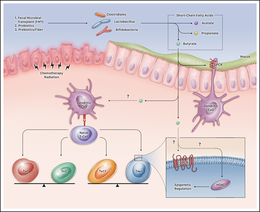Microbiota impact on the immune system. FMT, probiotics, and prebiotics impact the immune system through production of SCFAs such as butyrate, propionate, and acetate. These microbiota-altering therapies likely abrogate and prevent damage to intestinal mucosal integrity resulting from chemotherapy and radiation in patients with hematologic malignancies and those undergoing HSCT. For example, butyrate is a source of nutrition for intestinal epithelial cells, and interacts with dendritic cells through G-protein–coupled receptors (GPCRs) and other mechanisms to induce naive T cells to differentiate into different subtypes of T-regs. T-regs are influenced directly by the local fecal concentrations of SCFAs such as butyrate that can have downstream epigenetic modulatory effects, altering histone acetylation via histone deacetylase (HDAC) and DNA methylation, which may have an effect on colon cancer tumorigenesis and leukemia prognosis.