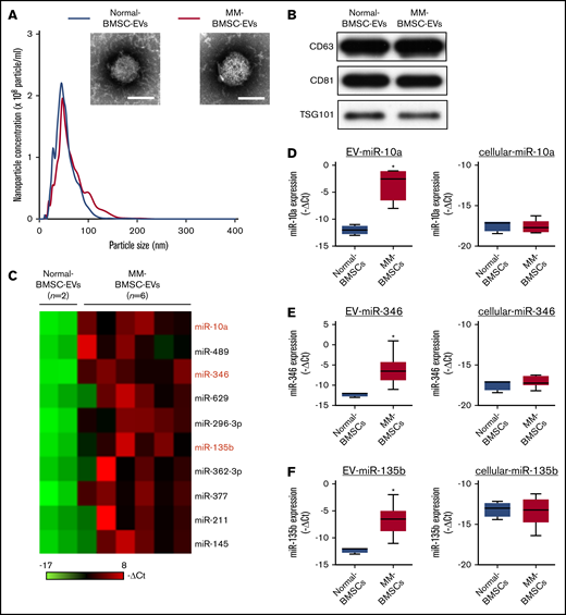 Identification of MM-BMSC–specific EV miRNAs. (A) Representative transmission electron micrographs of EVs derived from normal-BMSCs and MM-BMSCs. Scale bar, 50 nm. Nanoparticle concentrations and size distributions of EVs derived from normal-BMSCs (blue line) and MM-BMSCs (red line). An average of 2.1 × 105 and 2.0 × 105 EVs were recovered from 1 mL of culture supernatant of normal-BMSCs and MM-BMSCs, respectively. (B) Western blotting for CD63, CD81, and TSG101 in EVs derived from BMSCs. (C) Differential miRNA expression levels in normal-BMSC–EVs (n = 2) and MM-BMSC–EVs (n = 6) as a screening cohort. (D-F) EV and cellular miRNA (miR-10a, miR-346, and miR-135b) expression levels in normal-BMSCs (n = 2) and MM-BMSCs (n = 6) by quantitative polymerase chain reaction array. Box plot whiskers represent minimum and maximum values. P values were calculated by using independent-sample Student t tests. *P < .01.