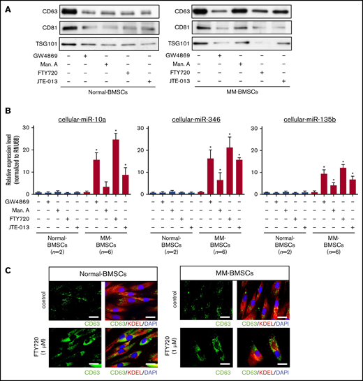EV release inhibitors GW4869, manumycin A, FTY720, and JTE-013 induced accumulation of intracellular miRNAs in MM-BMSCs. (A) Western blot analysis of EV markers CD63, CD81, and TSG101 verified that the inhibitors reduced EV release. (B) TaqMan low-density miRNA array analysis of cellular miRNA expression (miR-10a, miR-346, and miR-135b) in normal-BMSCs (n = 2) and MM-BMSCs (n = 6) treated with EV release inhibitors. *P < .01 vs control without EV release inhibitors. (C) Immunofluorescence staining of CD63 (green) in normal-BMSCs and MM-BMSCs to visualize the accumulation of EVs after treatment with FTY720. KDEL (red) and 4′,6-diamidino-2-phenylindole (DAPI; blue) were used as cytoplasmic and nuclear counterstains, respectively. Scale bars, 50 nm.