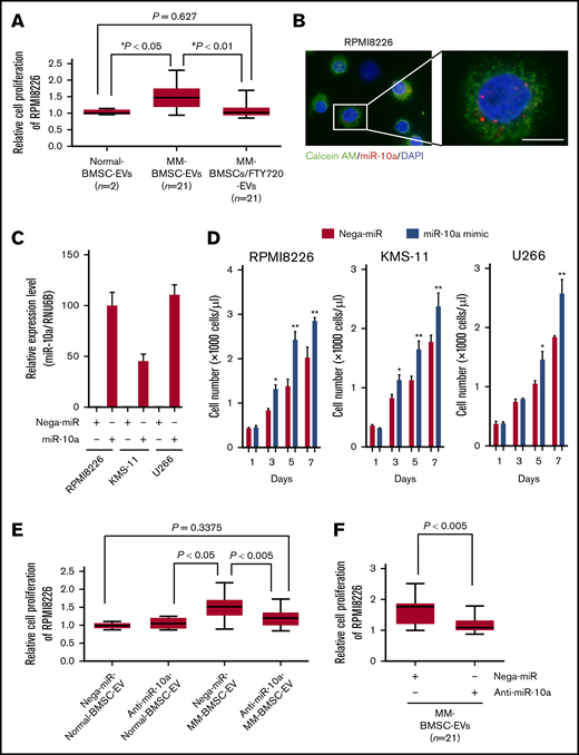 EV miR-10a derived from MM-BMSCs transferred to MM cells and enhanced MM cell proliferation. (A) Viabilities of RPMI 8226 cells cultured with EV fractions isolated from conditioned medium of normal-BMSCs (normal-BMSC–EVs, n = 2), MM-BMSCs (MM-BMSC–EVs, n = 21), or MM-BMSCs treated with 1 µM of FTY720 (MM-BMSC/FTY720–EVs, n = 21) for 48 hours. Data represent fold increases compared with normal-BMSC–EVs ± standard deviation. *Normal-BMSC–EVs vs MM-BMSC–EVs, P < .05. #MM-BMSC–EVs vs MM-BMSC/FTY720–EVs, P < .01. (B) RPMI 8226 cells treated with EVs directly transfected with Cy3–miR-10a mimic for 48 hours. Nuclear and cytoplasmic staining with DAPI (blue) and calcein AM (green), respectively. Scale bar, 20 µm. (C) Expression levels of miR-10a in RPMI 8226, KMS-11, and U266 MM cells transfected with negative control-miR or miR-10a mimic for 48 hours, measured by using quantitative reverse transcription-polymerase chain reaction. Data represent fold increases compared with control (Nega-miR) ± standard deviation. (D) Numbers of MM cells transfected with miR-10a mimic on days 1, 3, 5, and 7 according to flow cytometry. Data are mean concentrations of viable cells ± standard deviation determined in 3 separate experiments. *P < .01, **P < .001 vs control (with Nega-miR). (E) Viabilities of RPMI 8226 cells cultured with EV fractions isolated from conditioned medium of normal-BMSCs (normal-BMSC–EVs, n = 2) or MM-BMSCs (MM-BMSC–EVs, n = 21) transfected with 10 nM of negative control-miR (Nega-miR) or 10 nM anti–miR-10a inhibitor for 48 hours. Data represent fold increases compared with Nega-miR–transfected normal-BMSC–EVs ± standard deviation. (F) Viabilities of RPMI 8226 cells treated with EVs directly transfected with anti–miR-10a inhibitor for 48 hours. Data represent fold increases compared with anti–miR-10a inhibitor-transfected EVs of MM-BMSCs ± standard deviation.