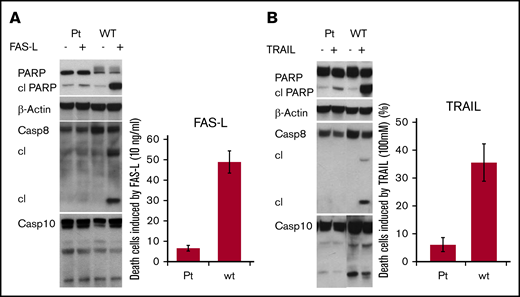 Lower cell death after stimulation of apoptosis by FAS-L/TRAIL and reduction of CASP8 and PARP cleavage due to reduced activity of CASP10 protein in our patient (pt) compared to the control. (A) Apoptosis proteins cleavage and cell death induced by FAS-L (10 ng/mL); values given as percentage. (B) Apoptosis proteins cleavage and cell death stimulated by TRAIL (100 mM); values given as percentage. cl, cleaved; wt, wild type.