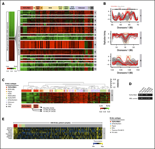Establishment of BCP-ALL RT signatures. (A) Patient BCP-ALL stratification using RT profiling data. RT signatures are first identified by unsupervised k-means clustering of all 50-kb genomic segments that change between early and late replication from RT log2 ratio of +0.5 or more to/from –0.5 or less, respectively.7 These stringent criteria identify features that replicate significantly differently in specific clusters of patients (P < 2 × 10−16 using Student t tests). Branches of the dendrogram were constructed on the basis of correlation values (distance = 1 minus the correlation value). (B) Exemplary RT profiles of RT signatures. The top panel show an example of an RT feature (containing the ROR1 gene) of TCF3-PBX1–positive (red) vs TCF3-PBX1-negative (gray) BCP-ALL cells. (C) Hierarchical clustering of BCP-ALL samples for RT signature 1. (D) Reverse transcription polymerase chain reaction (RT-PCR) to determine the TCF3-PBX1 fusion messenger RNA (mRNA) in patient samples classified as NOS (PALCRG and 10-795). Specific primers for the TCF3-PBX1 fusion mRNA and for ABL as a control were used. Two TCF3-PBX1–positive cell lines were used as positive controls (RCH-ACV and Kasumi2). Normal B-lymphoid cells (GM12878) were used as a negative control. (E) Heatmap of expression patterns for genes within the RT signatures 1. Chr, chromosome; H, hyperdiploid; N, NOS; T, T-cell acute lymphoblastic leukemia.