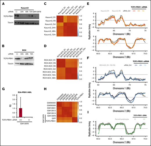 The TCF3-PBX1 fusion gene does not cause the RT alterations observed in TCF3-PBX1–positive cells. (A) Downregulation of the TCF3-PBX1 fusion protein with siRNA oligonucleotides in the Kasumi2 cell line. (B) Downregulation of TCF3-PBX1 fusion protein with siRNA oligonucleotides in the RCH cell line. (C-D) Genome-wide correlation matrices of Kasumi2 and RCH cells before and after downregulation of TCF3-PBX1 fusion protein. (E-F) Exemplary RT profiles at 2 distinct chromosomal regions confirms that the RT program is preserved after downregulation of TCF3-PBX1 fusion protein in Kasumi2 (E) and RCH (F) cell lines. (G) Overexpression of a TCF3-PBX1 complementary DNA (cDNA) in the normal B-cell line (GM12878). (H) Genome-wide correlation matrix of normal B cells with and without overexpression of the TCF3-PBX1 cDNA. (I) Exemplary RT profiles confirm that the RT program is preserved after overexpression of TCF3-PBX1 fusion protein in normal B cells. RQ, relative quantification.
