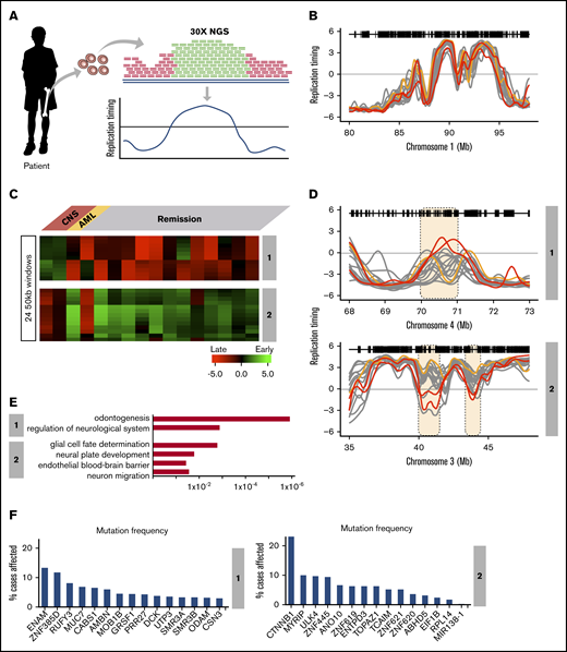 RT signatures linked to CNS relapse of TCF3-PBX1–positive BCP-ALL patients. (A) Patient samples were subjected to WGS at 28× depth. These sequences were subjected to a pipeline that converts their relative copy number into RT profiles.20 WGS data for 21 patients were obtained and the 16 with highest-quality RT profiles (based on genome-wide correlations to each other; supplemental Figure 4) were chosen for analysis. Of these, 2 samples were from patients who later suffered CNS relapse, and 1 was from a patient who developed a secondary AML; the remaining samples were from patients who were in remission. (B) Exemplary profiles of all patient samples from a typical genomic region that shows no variance between sample profiles. (C) Clustering analysis of differences between relapses vs remission. Two RT signatures distinguish patients who developed CNS relapse from those in remission. (D) RT profiles of each signature shown in panel C. (E) Ontology analysis of RT signatures shown in panel C. (F) Mutation frequencies for the genes in the RT signatures shown in panel C. Mutation frequencies were obtained from the National Cancer Institute Genomic Data Commons Data Portal.45