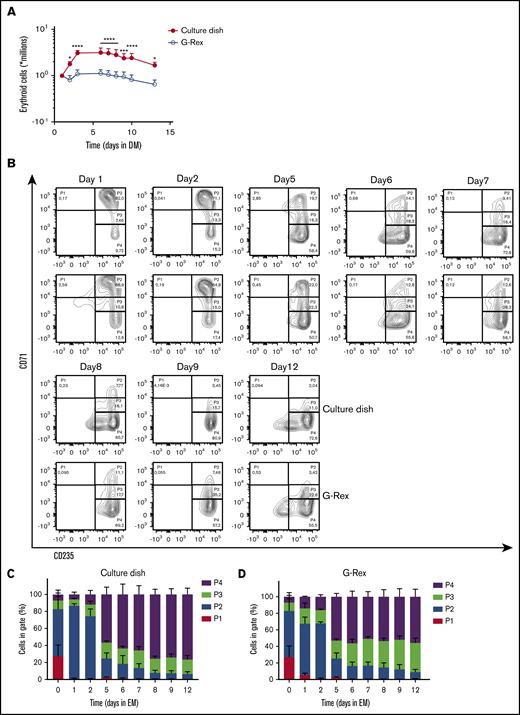 Differentiation of erythroblasts in culture dishes or a G-Rex bioreactor. (A) Erythroblast cultures were established in culture dishes. Erythroblasts were washed and reseeded at 1 × 106/mL in Cellquin medium supplemented with EPO (10 U/mL), Transferrin (700 μg/mL), 5% human plasma, and heparin (5 U/mL) (DM) in culture dishes (closed symbol) or G-Rex (open symbol). Erythroblasts were differentiated for 12 days. Cell density was measured at days indicated. Mean cell numbers were calculated. Error bars indicate SD Cell expansion was compared by 2-way analysis of variance; *P < .05, ***P < .001, ****P < .0001; n = 4. (B) Representative density plots indicate cell surface expression levels of CD71 and CD235 in cultures as described in panel A. Quadrants are labeled (P1-P4) and relative cell numbers per quadrant indicated as (C-D) percentage quantification of percentages per quadrant in dot blots similar to those shown in panel C. Error bars indicate SD (n = 4). (C) Cells cultured in dishes. (D) Cells cultured in G-Rex.