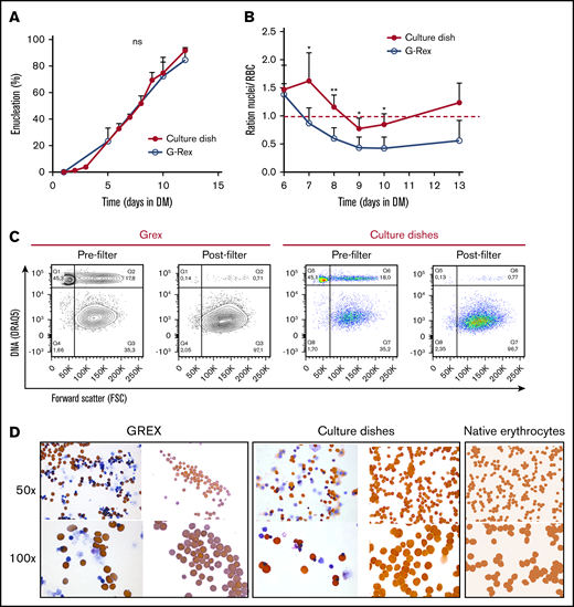 Efficient enucleation is observed after 10 days in differentiation medium. (A-C) Enucleated cells and nuclei were measured by flow cytometry, using DRAQ5 DNA staining against size (forward scatter) as shown in panel C. (A) The percentage of enucleated erythroid cells was measured during differentiation in culture dishes (closed symbols) and a G-Rex system (open symbols). Error bars indicate SD (n = 4). Comparisons were made by unpaired Student t test. (B) Ratio of nuclei vs cRBC during differentiation in culture dishes or G-Rex (<1 means more cRBC than nuclei). Mean ± SD (unpaired Student t test, *P < .05, **P < .01; n = 3-4). (C) Enucleation percentages of 10 days differentiated erythroid cultures before and after passage through a leukoreduction filter. Q1, nuclei; Q2, nucleated cells; Q3+Q4, enucleated cRBC. (D) Cytospins of the samples analyzed in panel C stained for hemoglobin with benzidine and general cytological stains. As comparison, cytospins of native peripheral blood erythrocytes are shown.