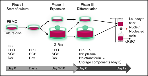 Progression of erythroid cells during culture. Overview of the 3-phase erythroid culture system using culture dishes or a G-Rex bioreactor. A pure erythroblast culture is established in dishes from PBMC during the first 7 days. From day 7 erythroblasts are expanded in G-Rex or in dishes. When transferred from expansion to differentiation medium, erythroblasts in dishes or in G-Rex can mature to enucleated cells. The small remnant of nucleated cells and nuclei (pyrenocytes) can be removed by passage through a leukocyte filter. The growth factors and hormones used in culture are indicated at the lower half of the graph.
