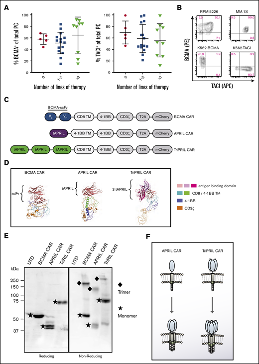BCMA and TACI expression in MM and design of APRIL-based CARs. (A) Bone marrow aspirates obtained from patients with MM were stained and gated for plasma cell markers and analyzed for expression of BCMA and TACI. The percent of BCMA+ and TACI+ cells per total plasma cells is depicted (median ± SD). Results are grouped according to the number of lines of therapy the patients had received (n = 29). (B) Level of expression of BCMA and TACI on human MM cell lines, RPMI8226 and MM.1S, and K562 cells transduced to express either BCMA or TACI. (C) Construct designs for BCMA, APRIL, and TriPRIL CARs. (D) Predicted tertiary structure of BCMA CAR, APRIL CAR, and TriPRIL CAR modeled using the Phyre2 platform and visualized in PyMOL. (E) Sodium dodecyl sulfate-polyacrylamide gel electrophoresis performed on whole-cell lysates from Jurkat-CD3ζ KO cells expressing the indicated CARs under reducing and nonreducing conditions. For detection of the CARs western blots were probed with an anti-CD3ζ antibody. Under nonreducing conditions, CAR bands were detected at the estimated monomer and trimer sizes. (F) Schematic drawing illustrating the multimerization pattern of APRIL and TriPRIL CARs. t, truncated; TM, transmembrane domain.
