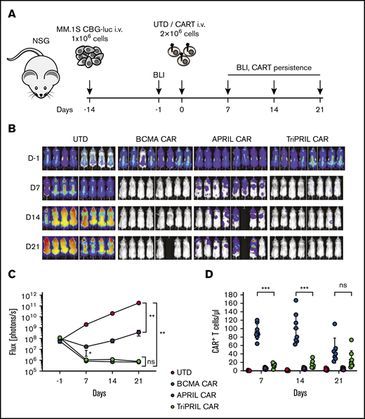 TriPRIL CARTs specifically eradicate MM cells in vivo. Antitumor efficiency of UTDs and BCMA, APRIL, and TriPRIL CARTs was assessed in a xenograft model of MM. (A) Experimental design: NSG mice were injected with 1 × 106 MM.1S myeloma cells and tumor burden was monitored by BLI over time. After tumor engraftment and randomization, the mice were treated with a single dose of UTDs or BCMA, APRIL, or TriPRIL CARTs from the same donors normalized to the same number of total T cells. (B) Representative BLI of myeloma xenografts over time. (C) Quantification of flux (photons per second) in the 4 experimental groups at the indicated time points. (D) Persistence of CARTs (CD3+mCherry+) measured in the peripheral blood by flow cytometry. Data points indicate the means ± SEM of 2 normal donors with 4 mice per each group. **P < .01 by 2-way ANOVA.