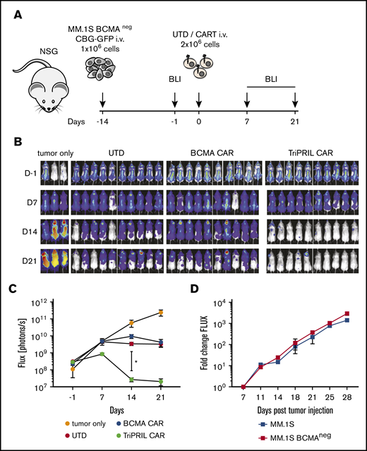 TriPRIL CARTs specifically eradicate BCMA−MM cells in vivo. Antitumor activity of UTD, BCMA, and TriPRIL CARTs in a xenograft model of BCMA− MM. (A) Experimental design indicating tumor cells, timeline, doses, and imaging time points. Mice were randomized after tumor engraftment and before injection with a single dose of T cells from the same donors that had been normalized to the same number of total T cells. (B) Representative BLI of myeloma xenografts over time. (C) Quantification of flux (photons per second) in the 4 groups at the indicated time points. *P < .05 by 2-way ANOVA at day 14, before the onset of allogeneic responses. Data points show means ± SEM of 2 normal donors with 5 mice per each group. (D) In vivo comparison of tumor growth kinetics of parental MM.1S and MM.1S BCMA KO cells. NSG mice were injected with 1 × 106 tumor cells, and tumor burden was monitored by weekly bioluminescence imaging. Data points indicate means ± SEM of flux fold change compared with baseline (day 7); n = 5 mice per group.