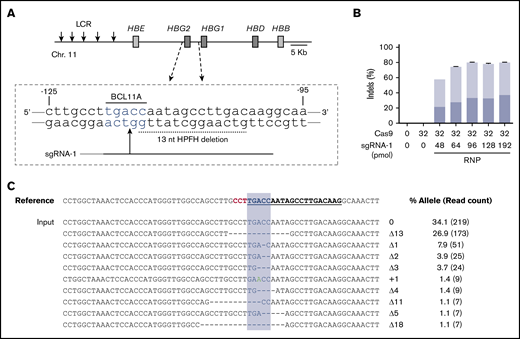 Cas9:sgRNA RNP disruption of a transcriptional repressor binding motif in the γ-globin gene promoters. (A) The extended β-globin locus, showing the target BCL11A binding motif in the promoters of the genes encoding γ-globin (HBG2 and HBG1). The 13-nt HPFH deletion is indicated by a dashed black line. sgRNA-1 target is represented by a black line, with a vertical arrow indicating the predicted site of Cas9 dsDNA cleavage and the protospacer adjacent motif (PAM) sequence indicated in gray. (B) Optimization of the Cas9:sgRNA-1 ratio on indel formation, using the Neon Transfection System. RNPs were generated by incubating the indicated amounts of Cas9 and sgRNA in 5 μL of 10 mM HEPES, 150 mM NaCl for 30 min at room temperature. Here and in subsequent experiments, sgRNA-1 was chemically modified to enhance stability. The RNPs were mixed with 2 × 105 CD34+ cells in T buffer in a final volume of 10 μL, electroporated using a Neon Transfection System at 1600 V, with 3 pulses of 10 ms, cultured for 4 days, and then analyzed for indel formation by high-throughput sequencing of PCR products generated using primers located ∼150 bp on either side of the RNP cleavage site. The graphs show the mean ± standard deviation (SD) indel frequency on the y-axis (n = 3 biological replicates). Dark blue indicates the 13-nt human HPFH mutation; light blue represents all other indels. (C) Sequence alignment of the most common mutant alleles. The sgRNA-1 sequence is underlined and bolded, the PAM sequence is in red, and the BCL11A-binding motif is highlighted in blue. Deletions are represented by dashes. The percentage of each mutation observed is shown on the right, with the NGS read counts in parentheses. LCR, locus control region.