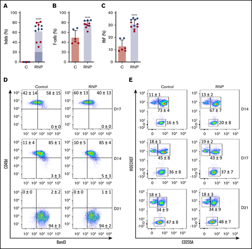 Gene editing induces HbF expression in cultured erythroid cells. G-CSF–mobilized CD34+ cells were edited with Cas9:sgRNA-1 RNP using the Neon Transfection System (supplemental Methods). They were then grown in culture for 21 days under conditions that support erythroid differentiation. Data show studies from 2 different CD34+ cell donors (blue or red), with each dot representing separate experiments. (A) Indel frequencies in gene-edited (RNP) and control (C) groups determined 4 days after editing. Dark blue indicates the 13-nt human HPFH mutation; light blue represents all other indels. (B) Cells immunostaining for hemoglobin F (F-cells) measured by flow cytometry at culture day 21. (C) The %HbF in day 21 erythroid cell lysates determined by ion-exchange high-performance liquid chromatography (HPLC). The bar charts in panels A-C show the results as the mean ± SD. **** P < .0001 (unpaired Student t test). (D) Erythroid maturation kinetics at culture days 7, 14, and 21, as determined by immunoflow cytometry measurement of CD49d and Band3 expression on CD235a+ erythroid cells. (E) Enucleated cell fractions at culture days 14, 17, and 21, as determined by flow cytometry for CD235a and the cell-permeable DNA dye Hoechst 333412. The numbers in each quadrant show the mean percentages ± SDs. The data reflect studies of CD34+ cells from 2 different donors in 7 independent experiments.